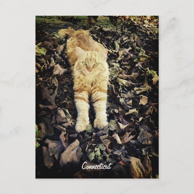 Anslutningskort Kattunge Vykort (Framsida)