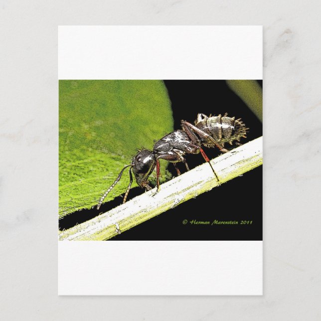 ant b vykort (Framsida)