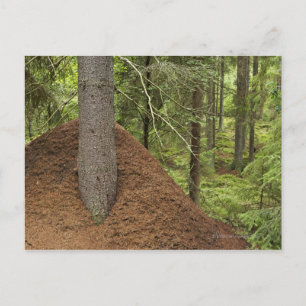 Ant backe i skogen vykort