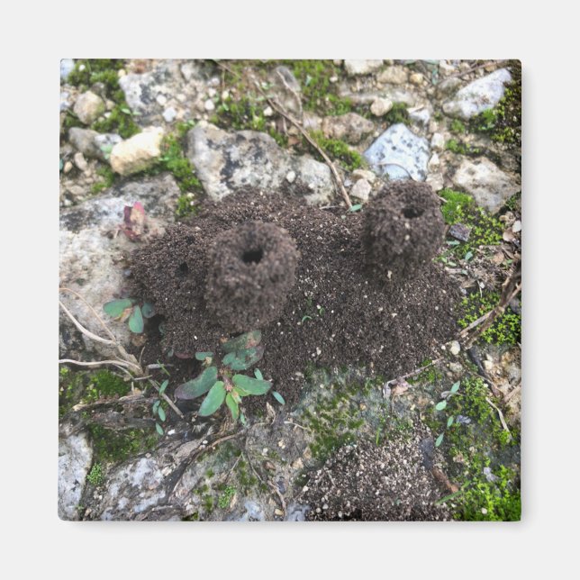 Ant Castle Magnet (Framsidan)