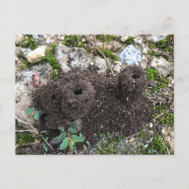 Ant Castle-vykort Vykort