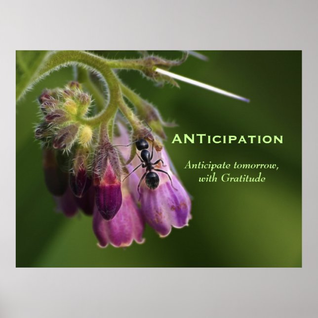 Ant & Flower Gratitude Motivational Postcards Poster (Framsidan)