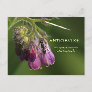 Ant & Flower Gratitude Motivational Postcards Vykort
