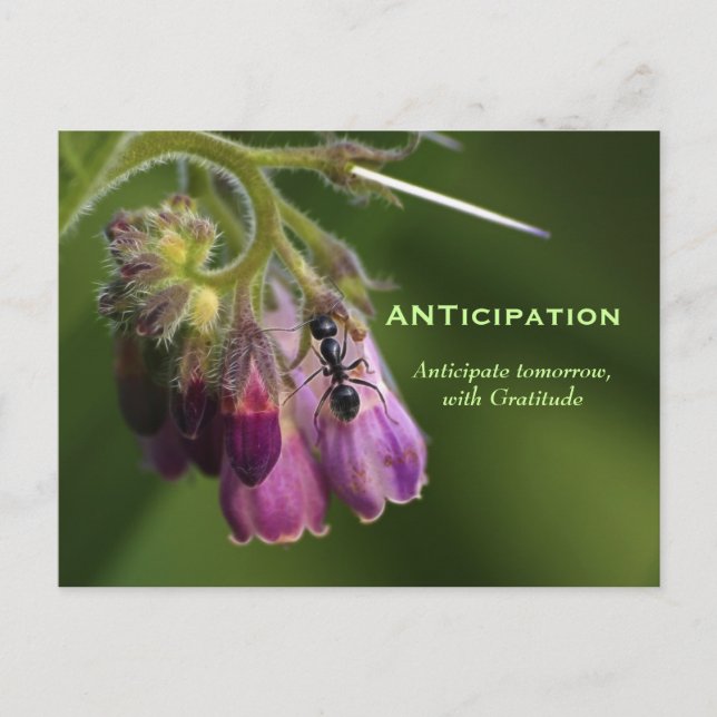 Ant & Flower Gratitude Motivational Postcards Vykort (Framsida)