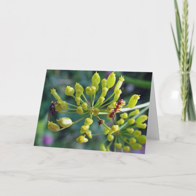 Ant,Fly och Ogräs Kort (Framsida)