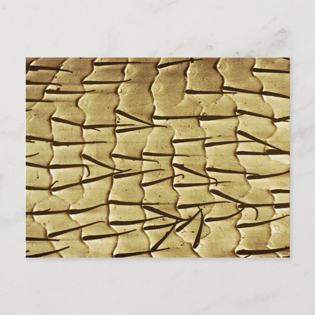 Ant - framben vykort (Framsida)