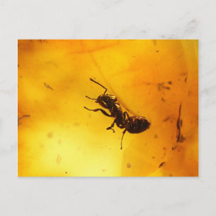 Ant inuti orangegult vykort