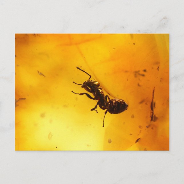 Ant inuti orangegult vykort (Framsida)