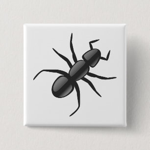 Ant Knapp