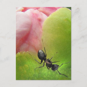 Ant och Peony Vykort
