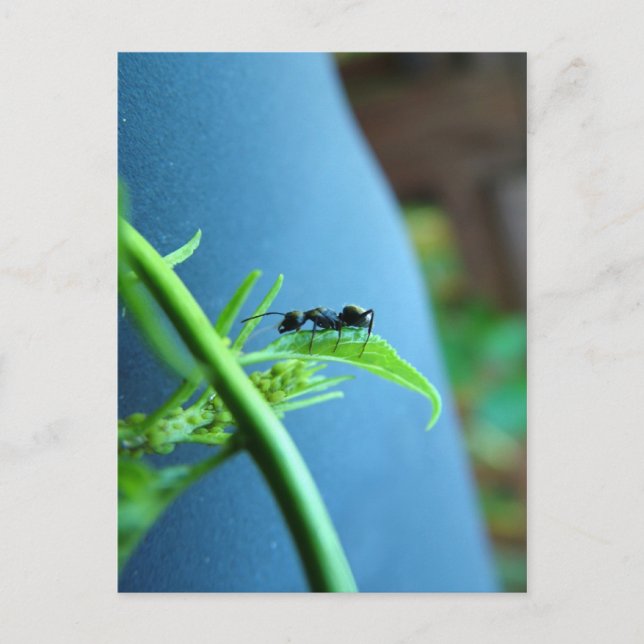 Ant på ett postkort i Löv Vykort (Framsida)