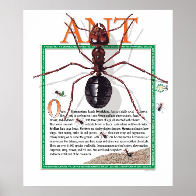 Ant Poster (Framsidan)