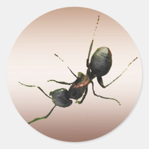 Ant Runt Klistermärke
