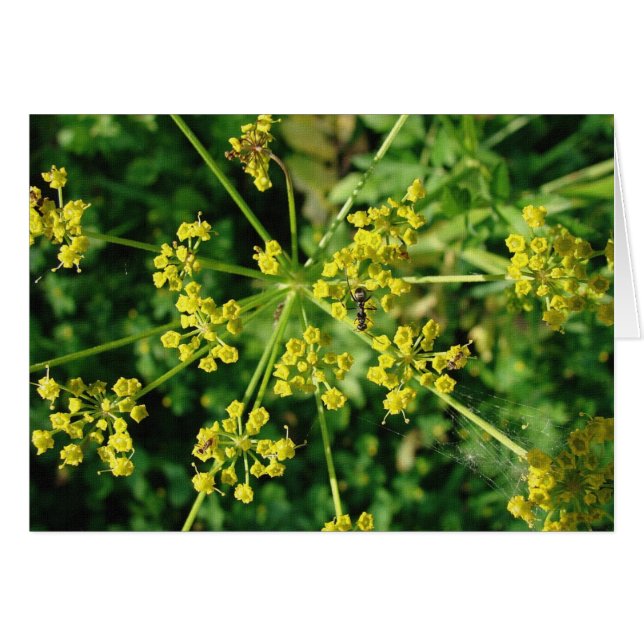 Ant, Webben och Ogräs Hälsningskort (Framsidan Horizontal)