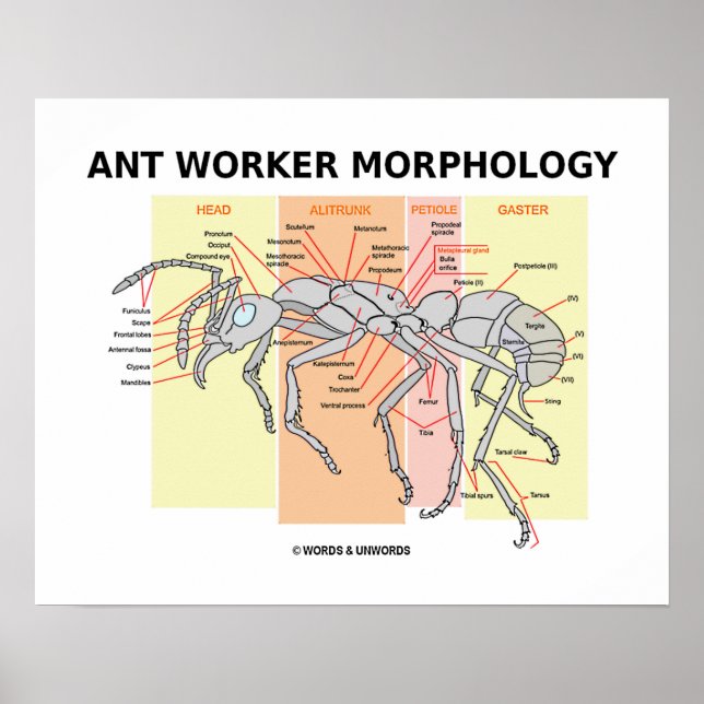 Ant Worker Morphology (Worker Ant Entomology) Poster (Framsidan)