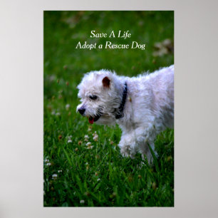 Anta en rädding hund poster/pudel poster