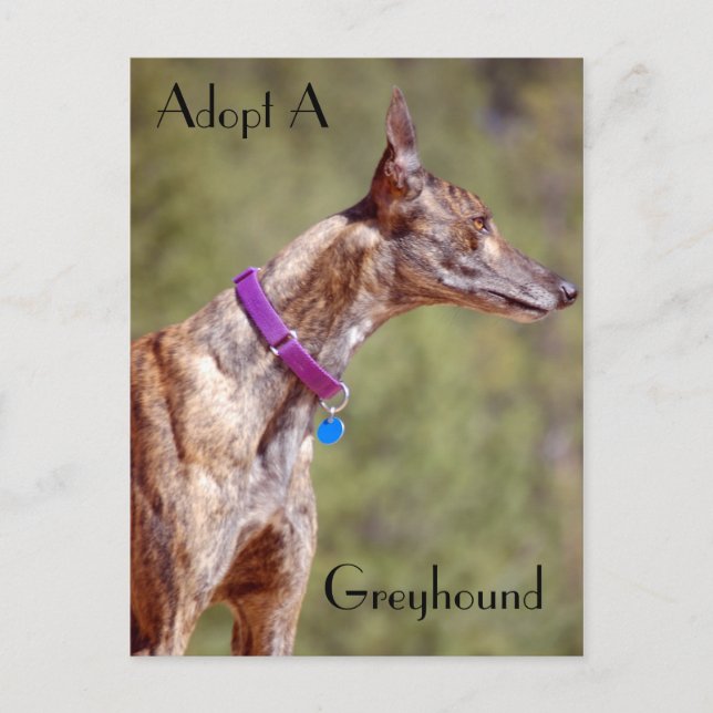 Anta ett greyhound-vykort vykort (Framsida)