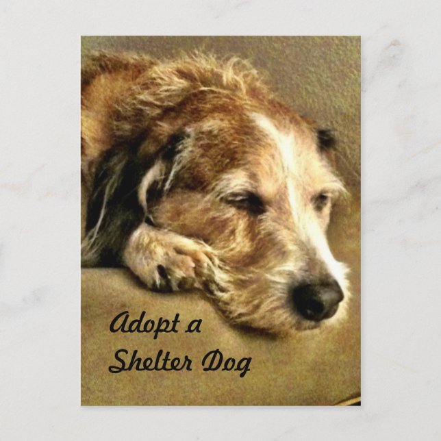 Anta ett vykort för Hund (Framsida)