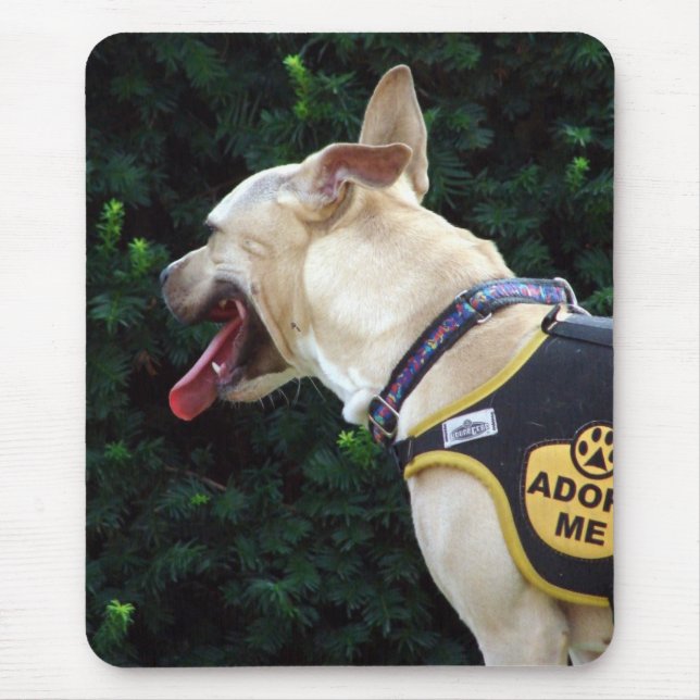 Anta mig musmatta (Framsidan)