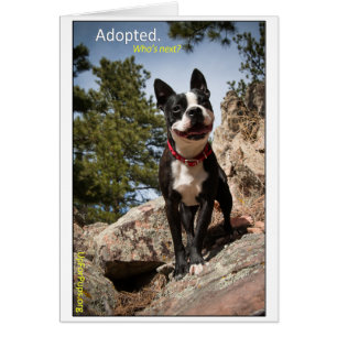 Antaget. Boston Terrier Hälsningskort