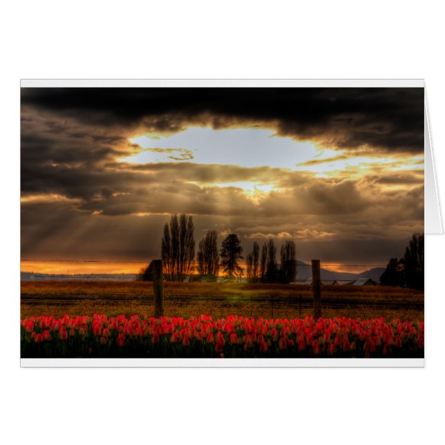 Antaget Tulips-kort Hälsningskort (Framsidan Horizontal)