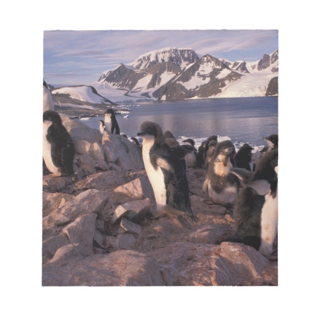 Antarctica, Adelie penguin-chickar Anteckningsblock (Framsida)