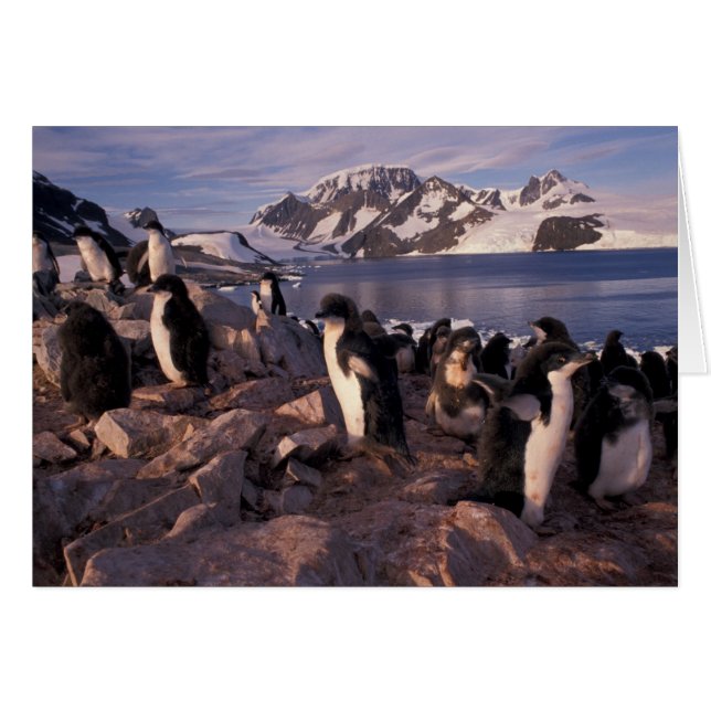 Antarctica, Adelie penguin-chickar Hälsningskort (Framsidan Horizontal)