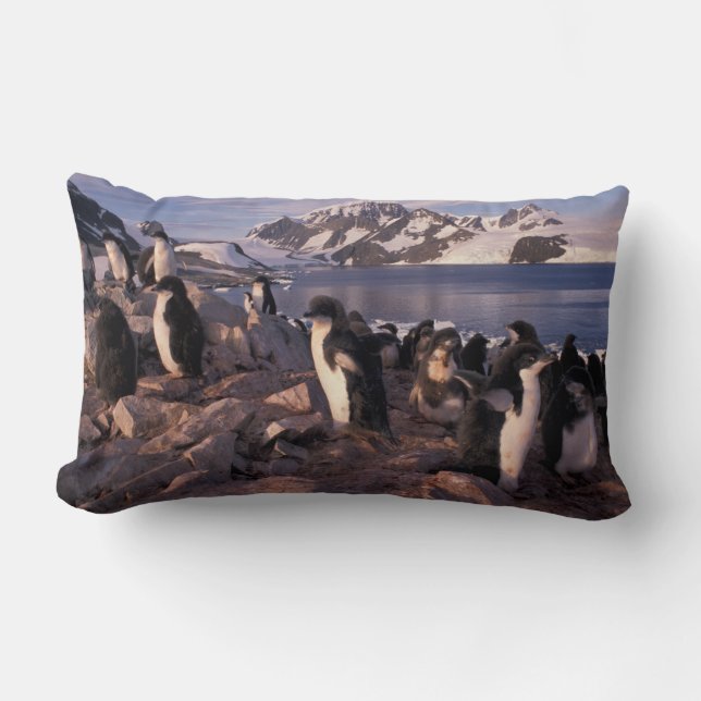 Antarctica, Adelie penguin-chickar Lumbarkudde (Framsida)