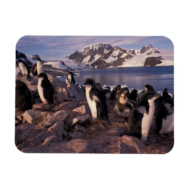 Antarctica, Adelie penguin-chickar Magnet (Horisontell)