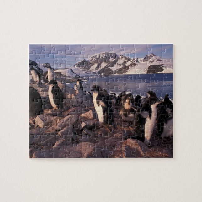 Antarctica, Adelie penguin-chickar Pussel (Horisontell)