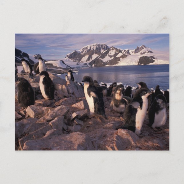 Antarctica, Adelie penguin-chickar Vykort (Framsida)