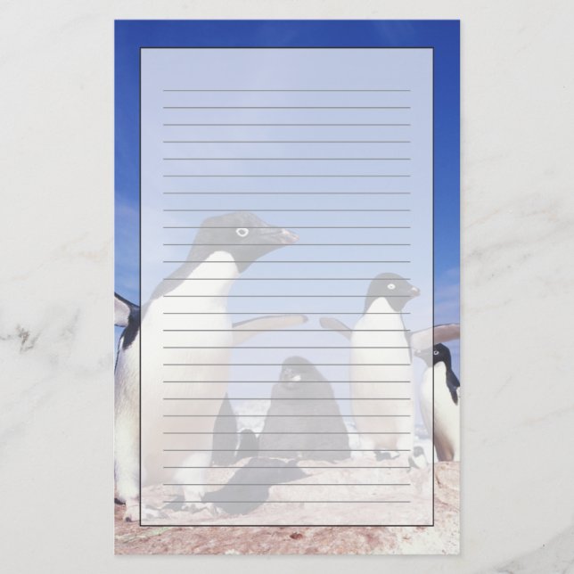 Antarctica, Adelie Penguin Pygoscelis Brevpapper (Framsida)