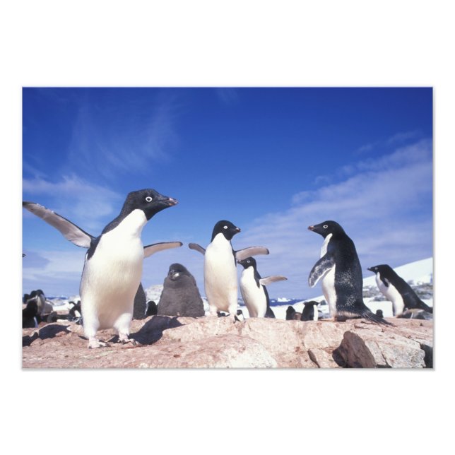 Antarctica, Adelie Penguin Pygoscelis Fototryck (Framsidan)