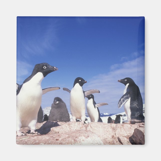 Antarctica, Adelie Penguin Pygoscelis Magnet (Framsidan)