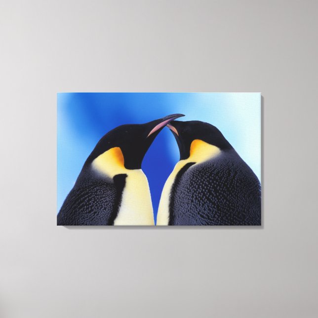 Antarctica, Emperor Penguins Canvastryck (Framsida)