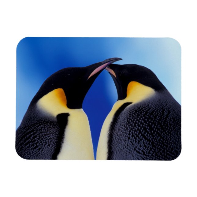 Antarctica, Emperor Penguins Magnet (Horisontell)