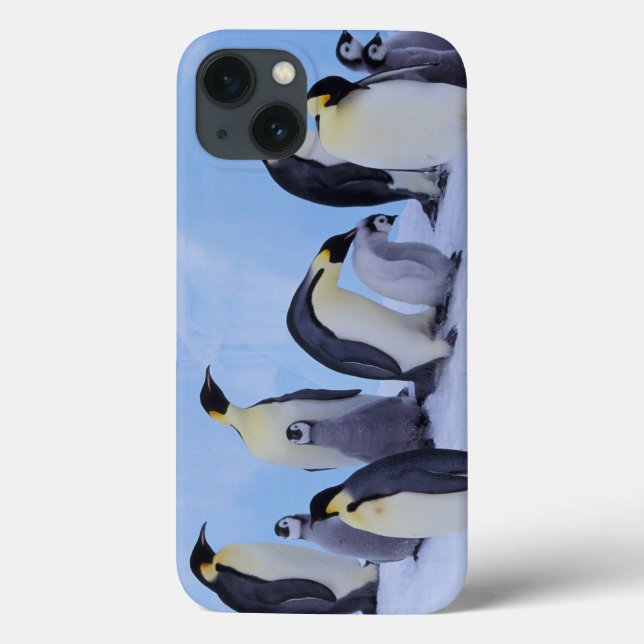 Antarctica, Emporer Penguins (Baksida)