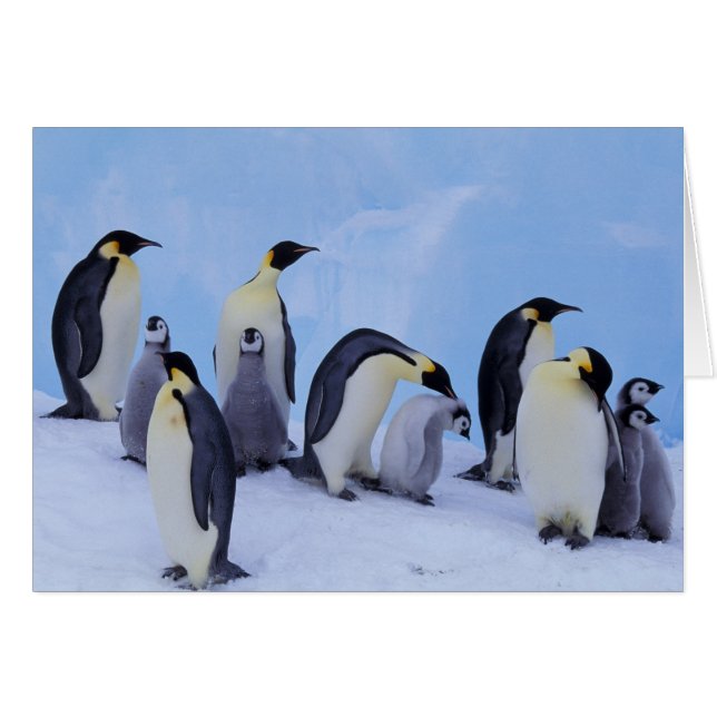 Antarctica, Emporer Penguins Hälsningskort (Framsidan Horizontal)