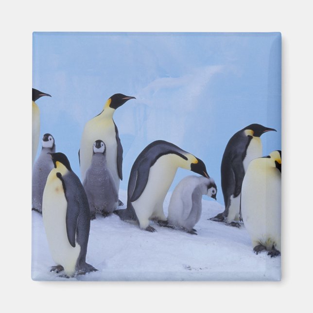 Antarctica, Emporer Penguins Magnet (Framsidan)