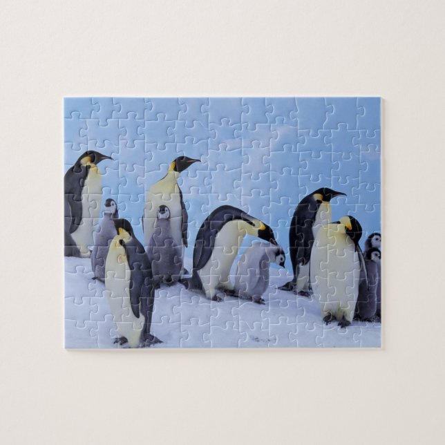 Antarctica, Emporer Penguins Pussel (Horisontell)