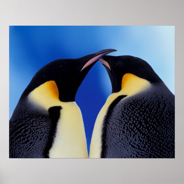 Antarctica, kejsare Penguin (Aptenodytes 2) Poster (Framsidan)