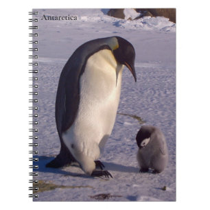 Antarctica Mor penguin caresses baby Anteckningsbok