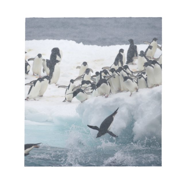 Antarctica, Paulet Island. Adelie penguins Anteckningsblock (Framsida)