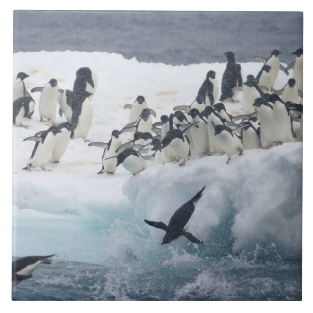Antarctica, Paulet Island. Adelie penguins Kakelplatta (Framsidan)