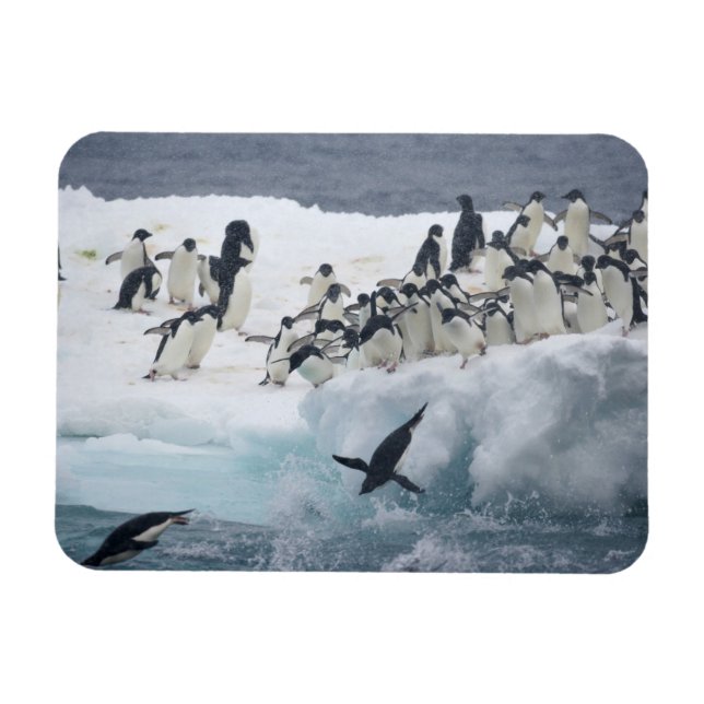 Antarctica, Paulet Island. Adelie penguins Magnet (Horisontell)