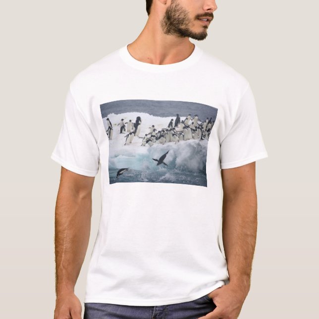 Antarctica, Paulet Island. Adelie penguins T-shirt (Framsida)