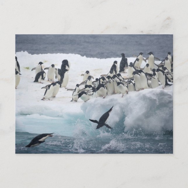 Antarctica, Paulet Island. Adelie penguins Vykort (Framsida)