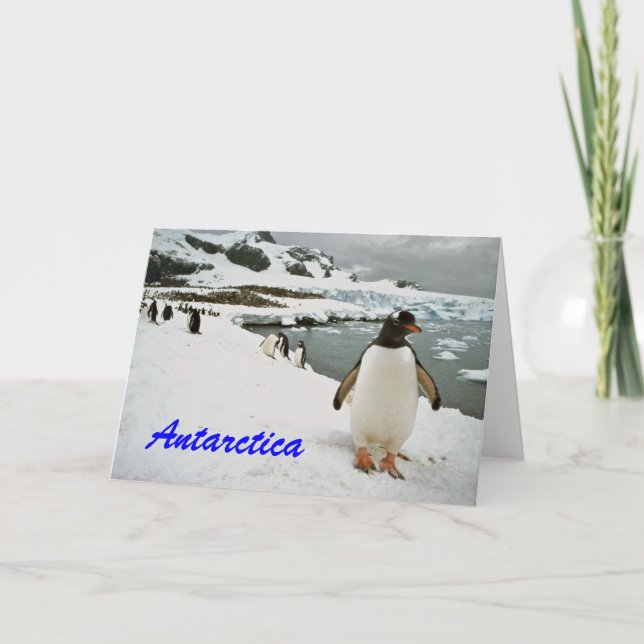 Antarctica Penguins Hälsning Card Helgkort (Framsida)