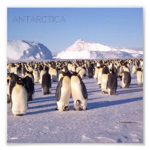 Antarctica, pingvinfoto, flock fototryck