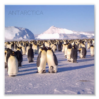 Antarctica, pingvinfoto, flock fototryck